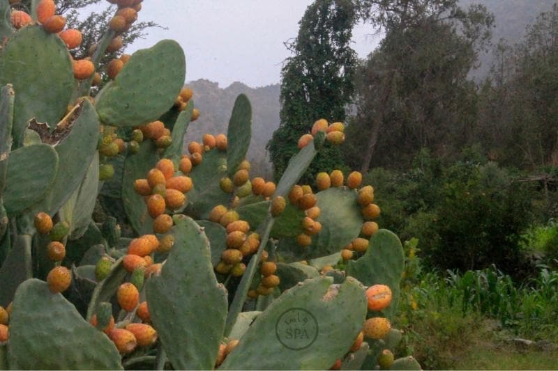 مزارع الباحة تنثر خيراتها في أسواق المنطقة