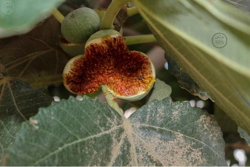 مزارع الباحة تنثر خيراتها في أسواق المنطقة