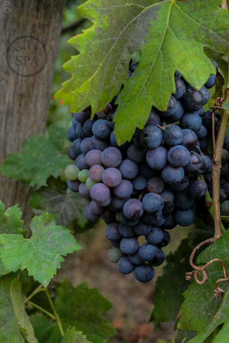 مزارع الباحة تنثر خيراتها في أسواق المنطقة