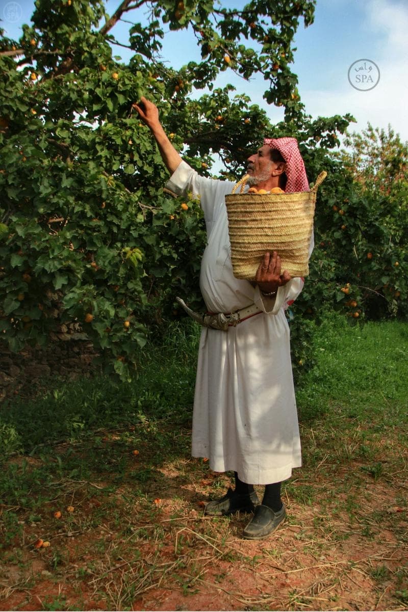 مزارع الباحة تنثر خيراتها في أسواق المنطقة