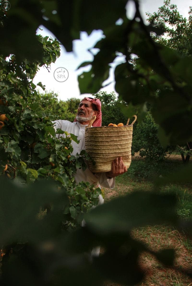 مزارع الباحة تنثر خيراتها في أسواق المنطقة