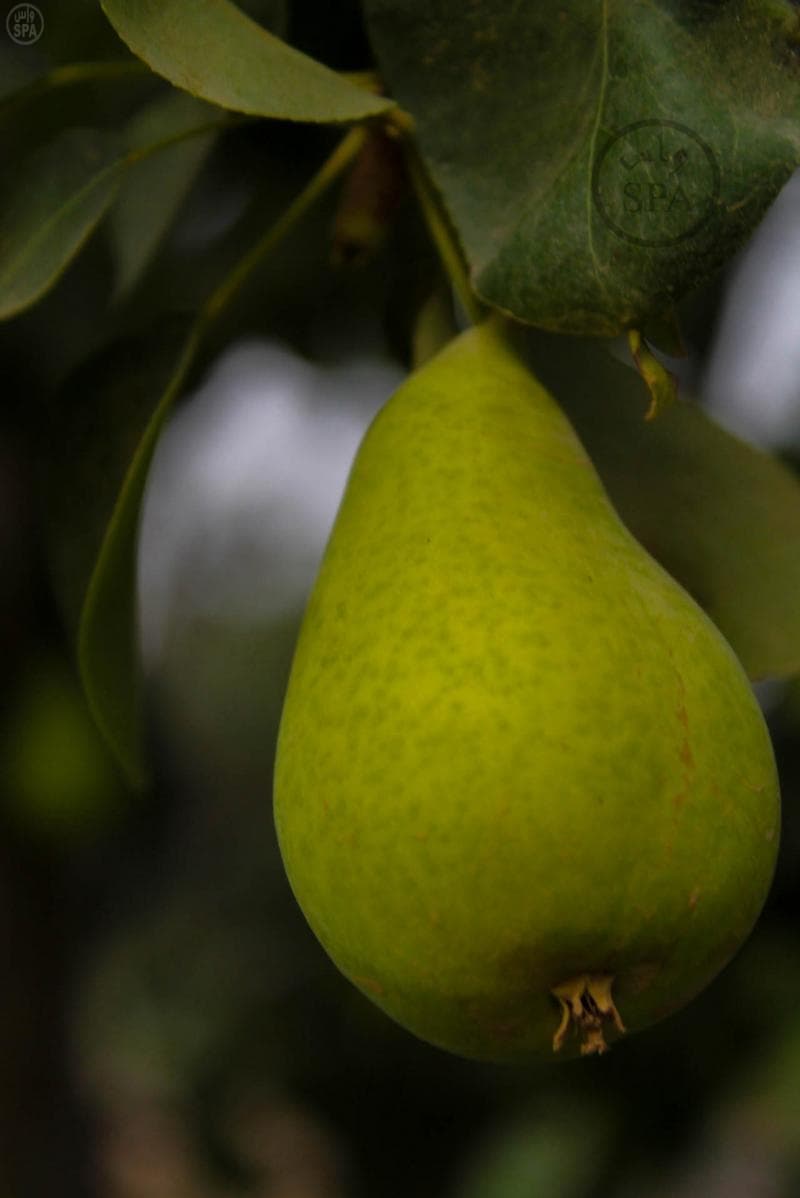 مزارع الباحة تنثر خيراتها في أسواق المنطقة