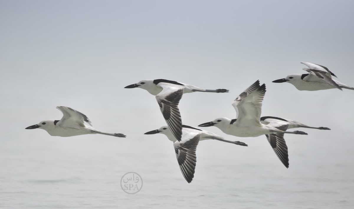 قصة مصورة : 380 نوعا من الطيور المهاجرة تلتقي على سواحل تبوك