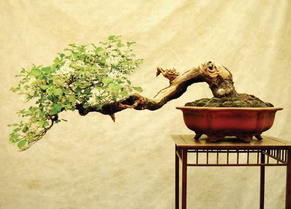 قصيدة «الهايكو» اليابانية.. الشعر حين يومض كالبرق