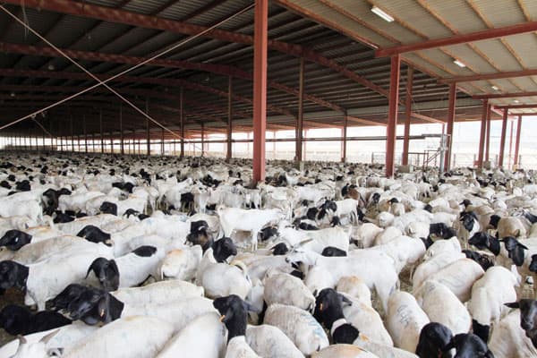 مؤسسة عادل الحربي تسهم 
في تأمين واستقرار السوق المحلية بزيادة حصتها من الاستيراد