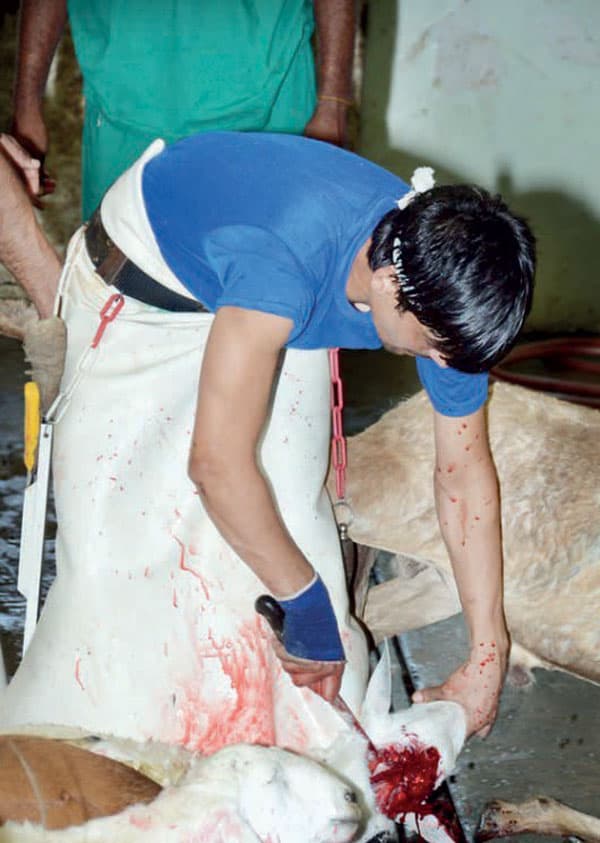 جدة: توعد مهربي الأضاحي بالإحالة إلى الادعاء العام