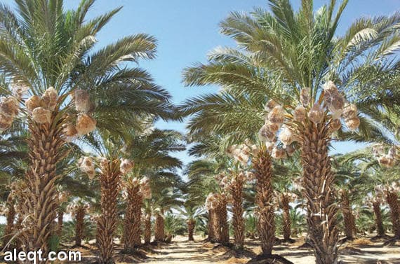 المملكة ثانياً على مستوى العالم في إنتاج التمور