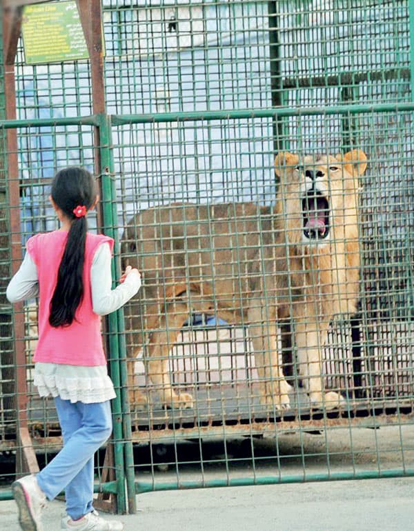 «الحياة الفطرية» تمنع الاستعراض بالحيوانات
في الفعاليات
