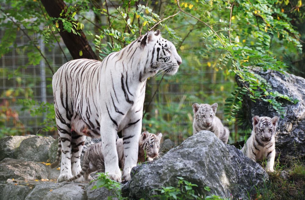 قصة مصورة: أنثى النمر وابنائها في نزهة بحديقة حيوانات بيساك في فرنسا