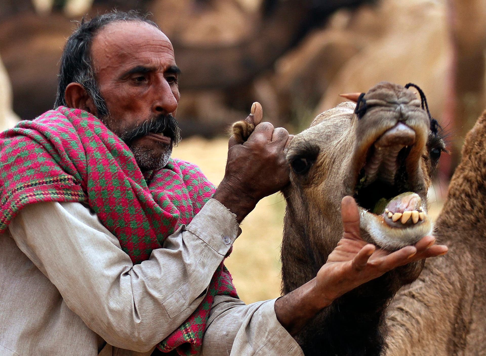 قصة مصورة: مزاين الإبل في الهند