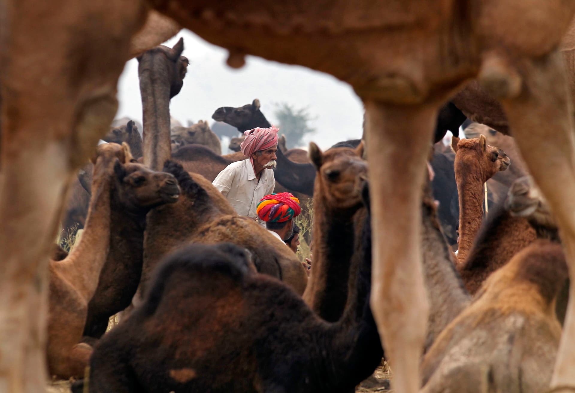 قصة مصورة: مزاين الإبل في الهند