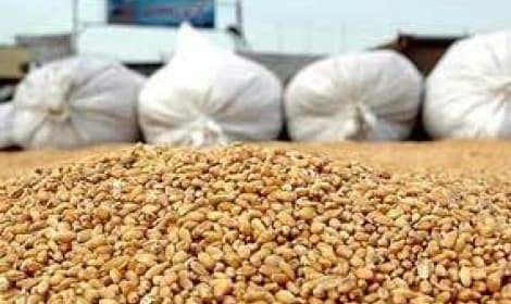 مصر تشتري 235 ألف طن من القمح من فرنسا وأوكرانيا