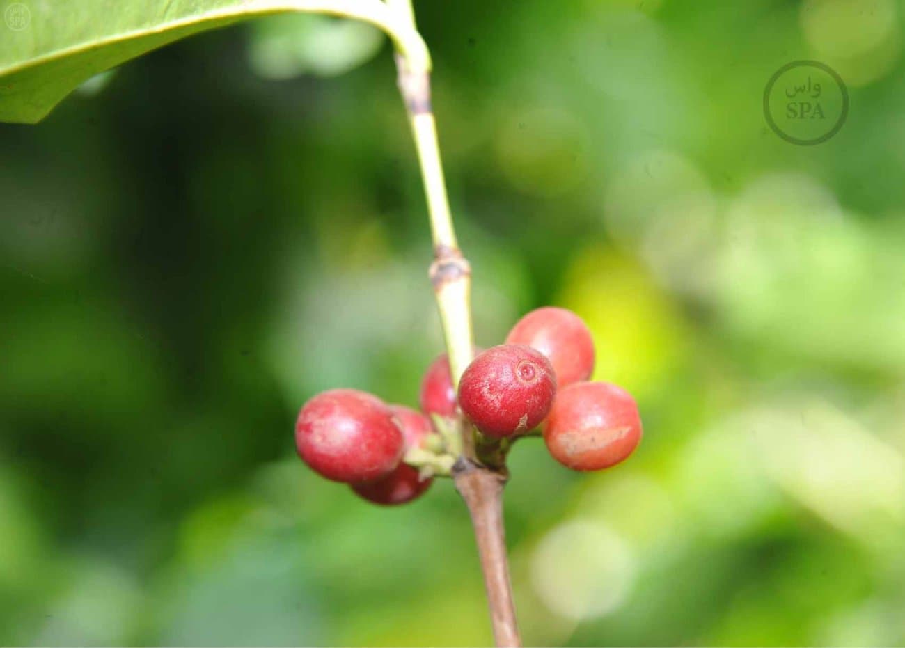 قصة مصورة: الطبيعة الجبلية في الداير بني مالك تبتهج بمهرجان البُن الثاني في جازان