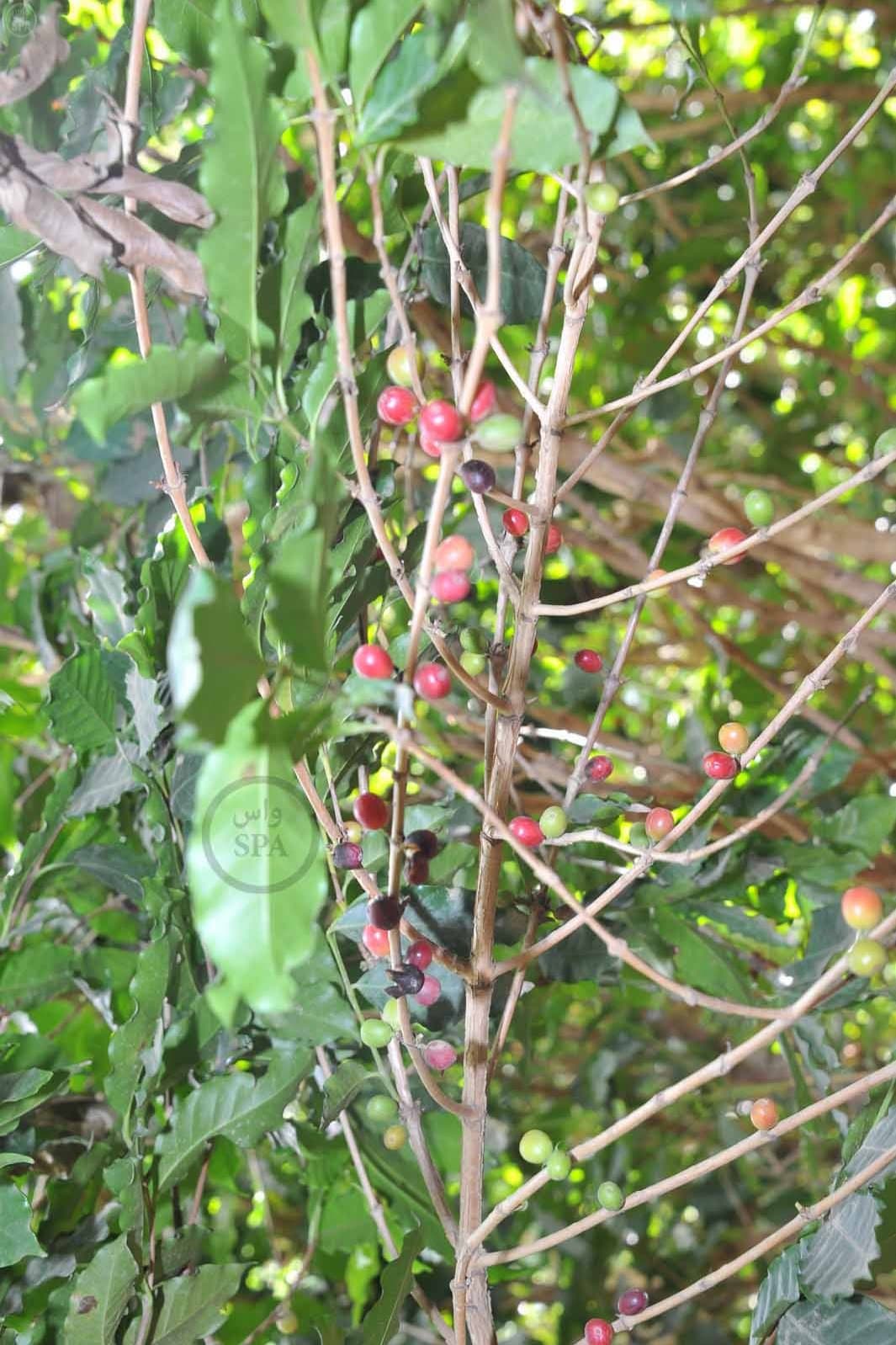 قصة مصورة: الطبيعة الجبلية في الداير بني مالك تبتهج بمهرجان البُن الثاني في جازان