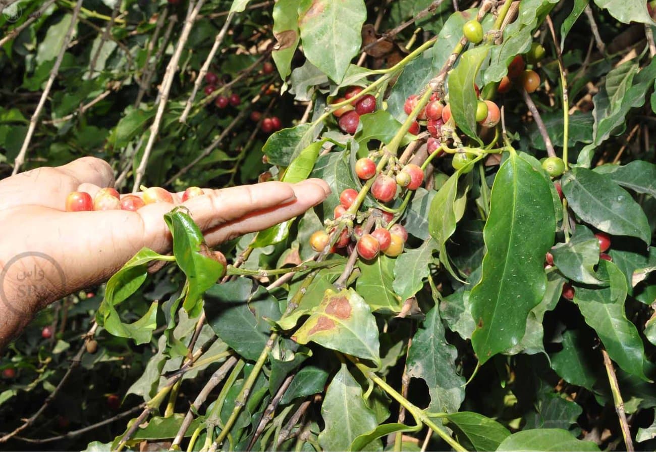 قصة مصورة: الطبيعة الجبلية في الداير بني مالك تبتهج بمهرجان البُن الثاني في جازان