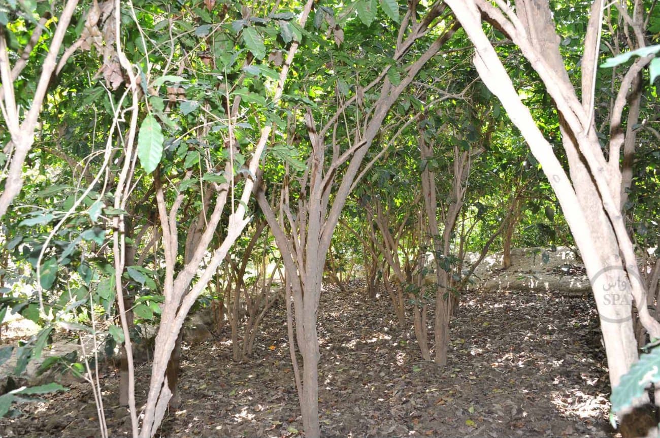 قصة مصورة: الطبيعة الجبلية في الداير بني مالك تبتهج بمهرجان البُن الثاني في جازان