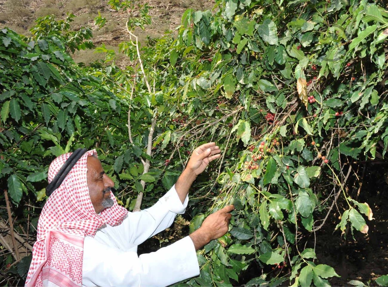 قصة مصورة: الطبيعة الجبلية في الداير بني مالك تبتهج بمهرجان البُن الثاني في جازان