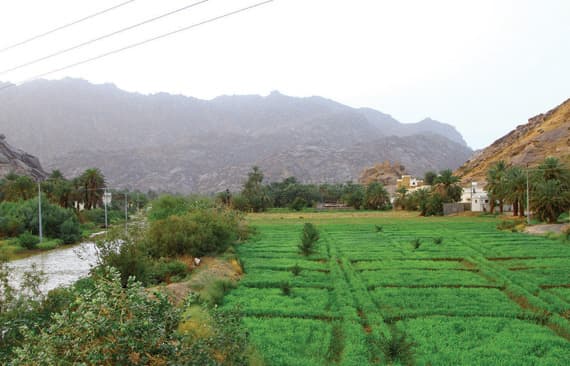 ارتفاع أسعار الأراضي السكنية يدفع سكان نجران لتجزئة أراضيهم الزراعية