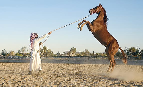 تربية الخيول العربية.. تاريخ عريق تتوارثه الأجيال في نجران