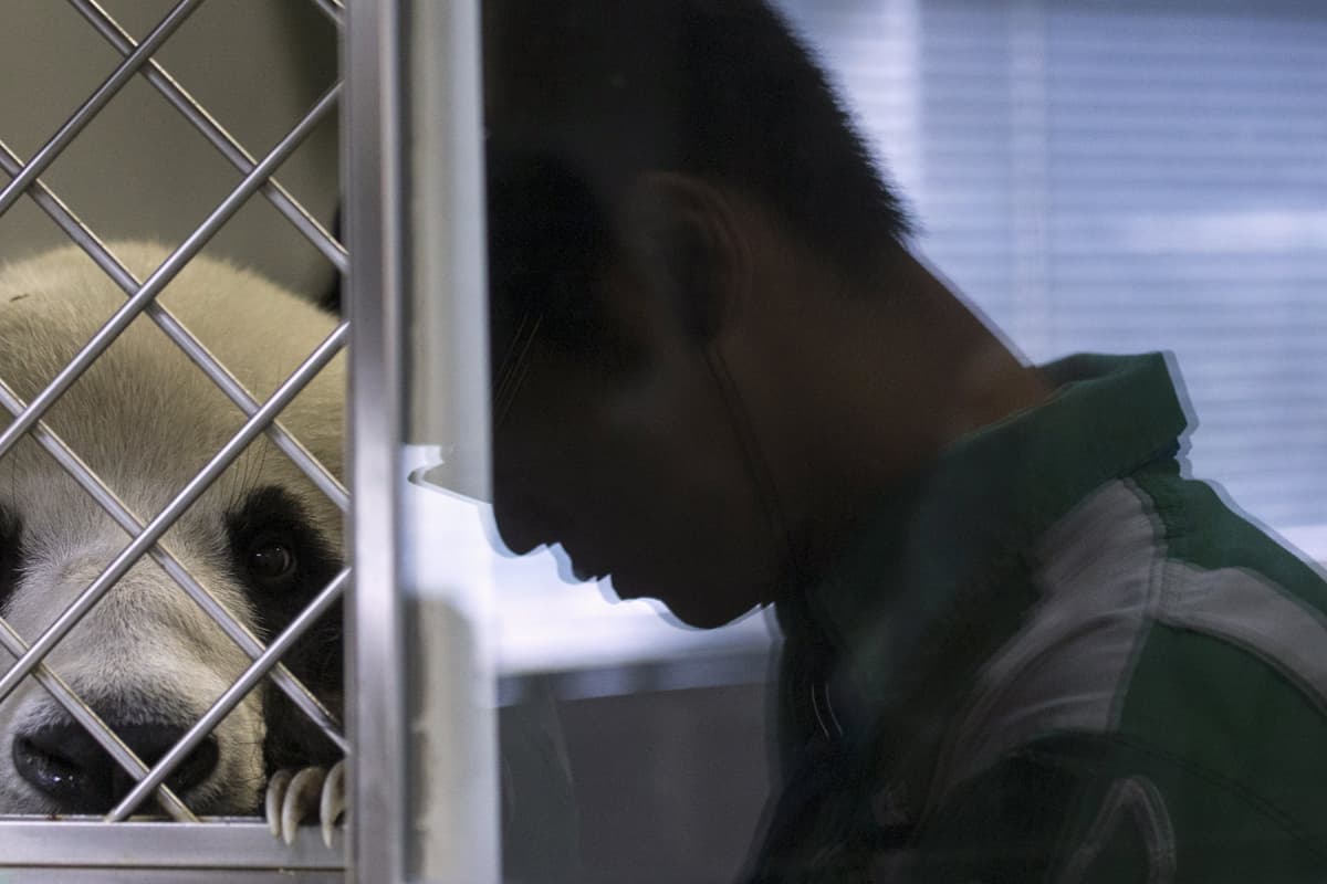 باندا في هونج كونج تنافس على "أكبر باندا في العالم"