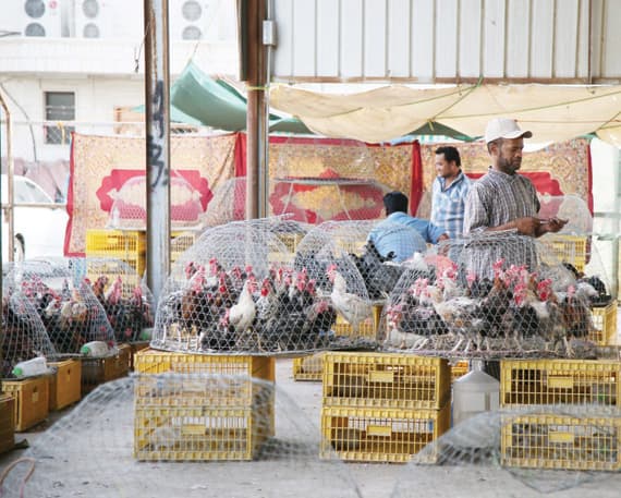 قلة أعداد مسالخ الطيور في المملكة يسهم في استخدام مواقع سرية لذبحها