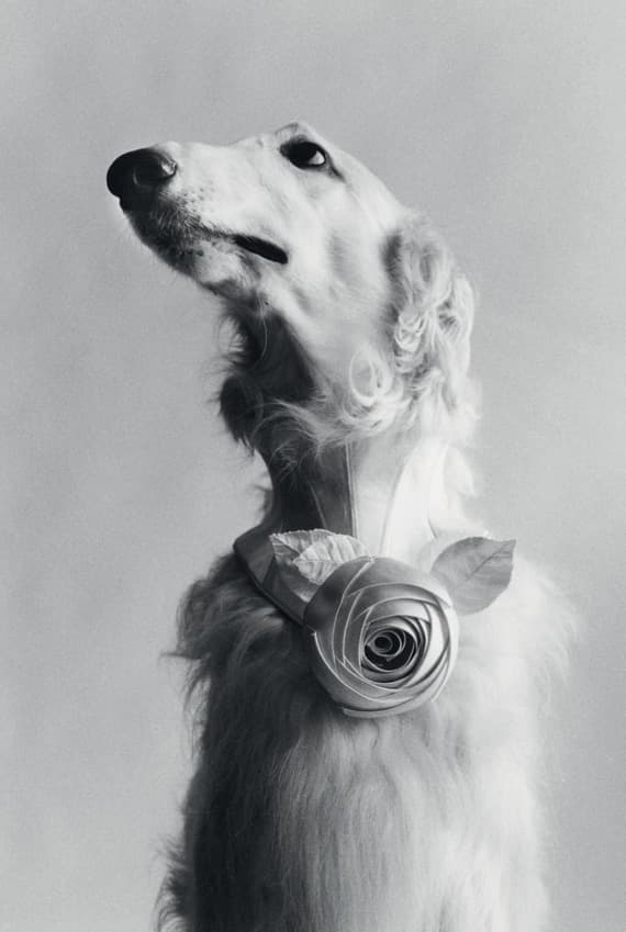 أغرب الصور والتشكيلات الفنية