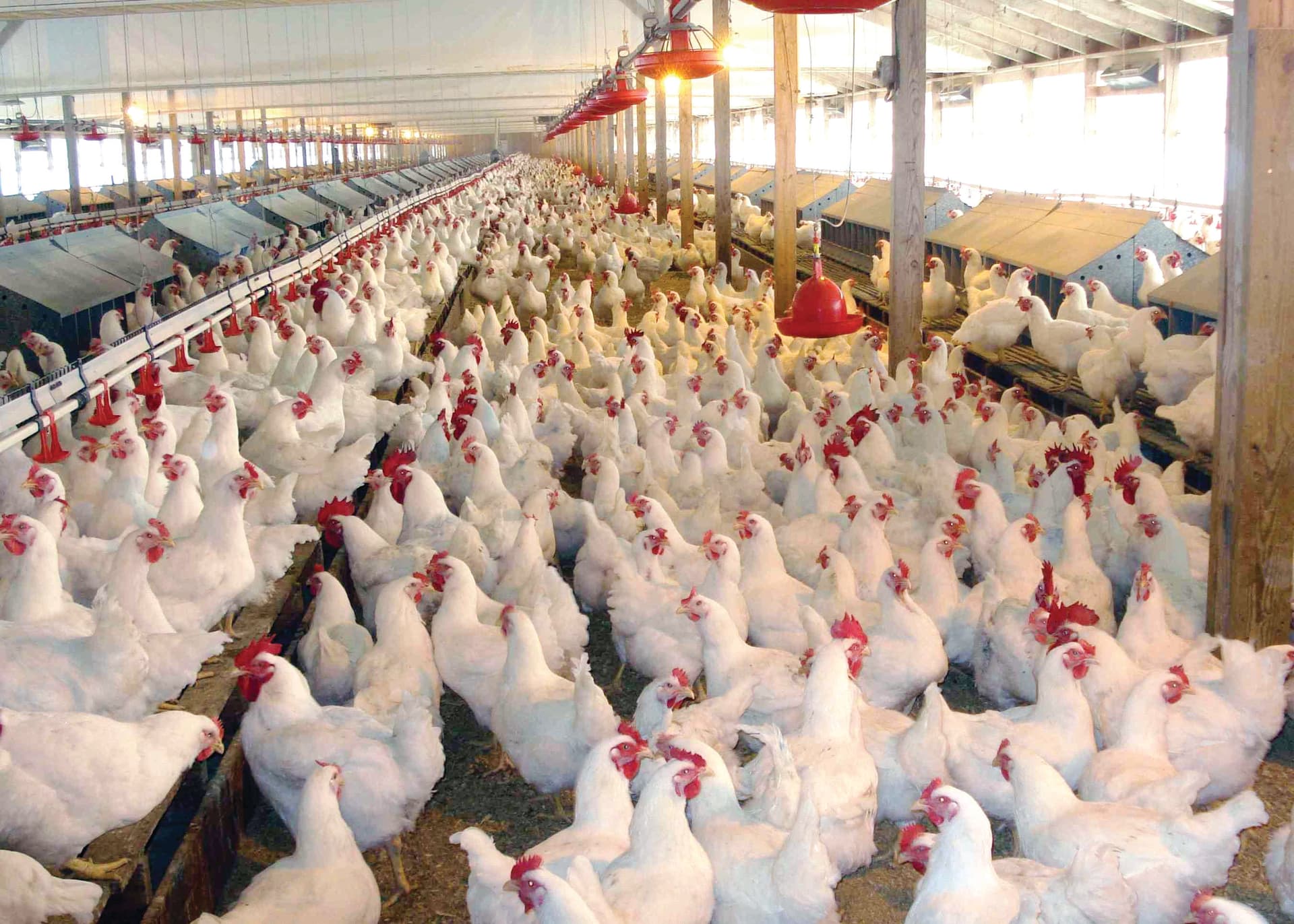 المزارعون السعوديون يدرسون 4 بدائل للاستثمار في الأعلاف