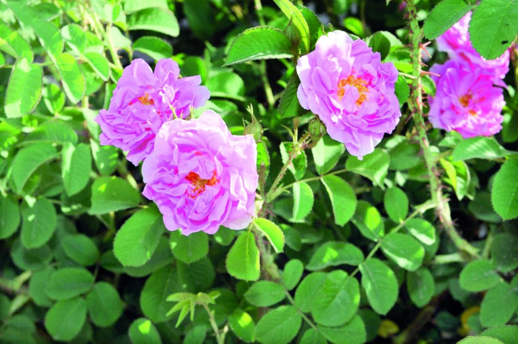 350 مليون وردة تنتجها مزارع الطائف العام الجاري