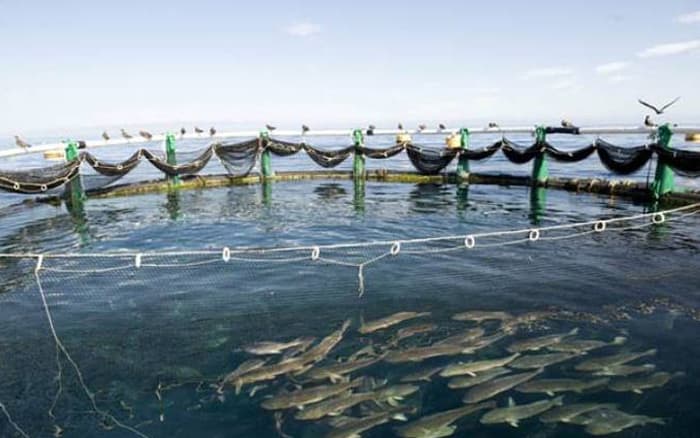 تخصيص مليار ريال لدعم مشاريع الاستزراع المائي في السعودية