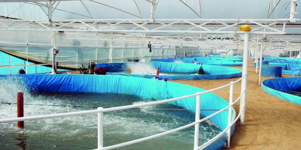 "الزراعة" لـ"الاقتصادية": 3 مليارات ريـال مبيعات متوقعة لشركة "الاستزراع السمكي"