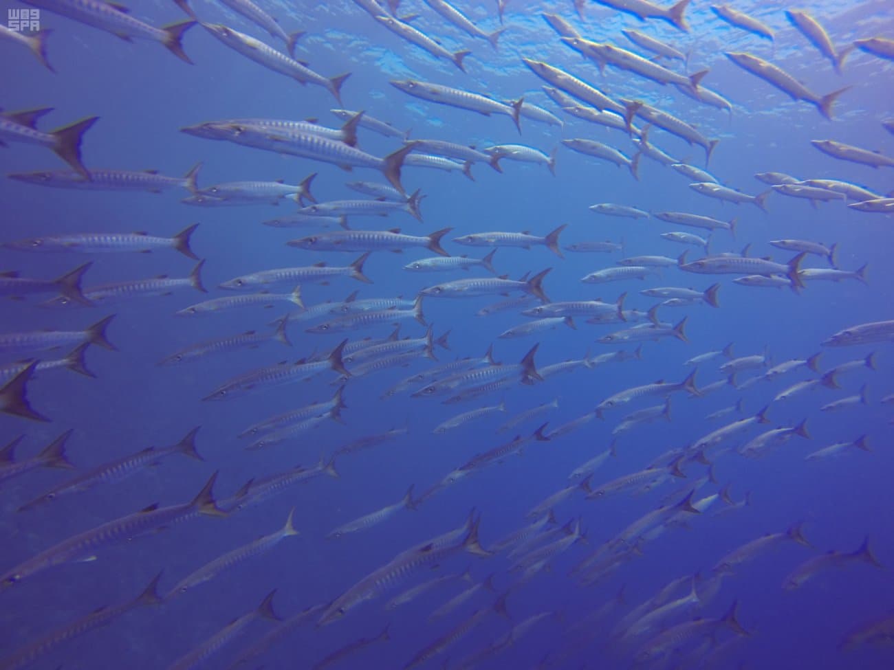 مشروع "البحر الأحمر" وثبة حضارية .. ورحلة تنزه في حدائق الشُعب المرجانية