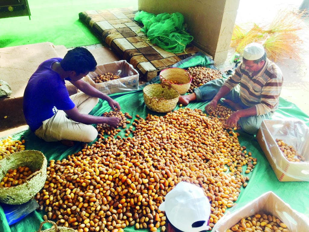 نخيل نجران يبدأ إنتاجه وينافس بـ «المواكيل» و«البياض»