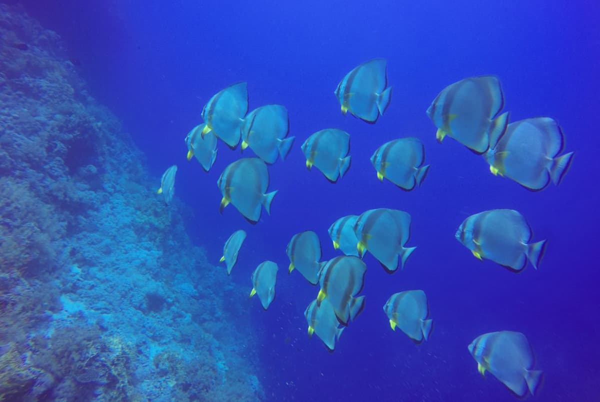 مشروع "البحر الأحمر" .. وثبة حضارية ورحلة تنزه في الحدائق المرجانية