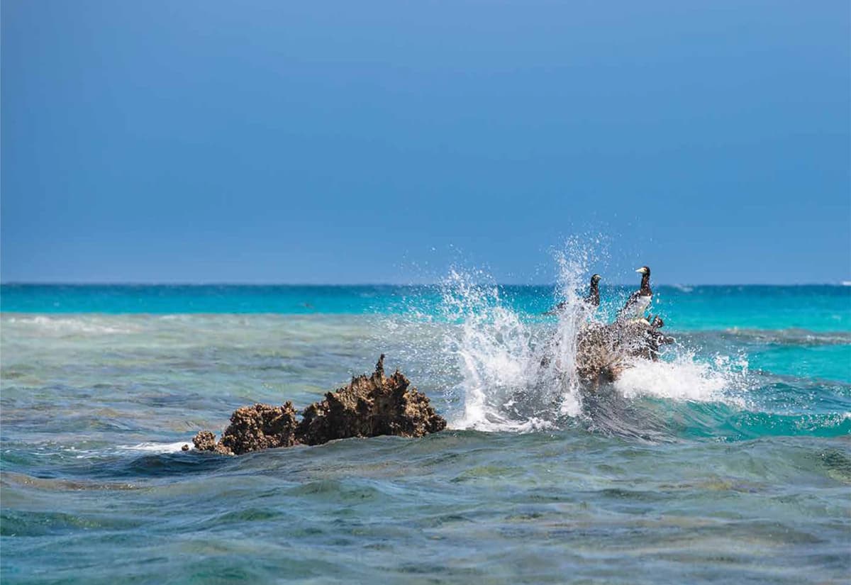 مشروع "البحر الأحمر" .. وثبة حضارية ورحلة تنزه في الحدائق المرجانية