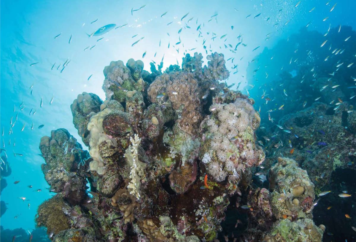 مشروع "البحر الأحمر" .. وثبة حضارية ورحلة تنزه في الحدائق المرجانية