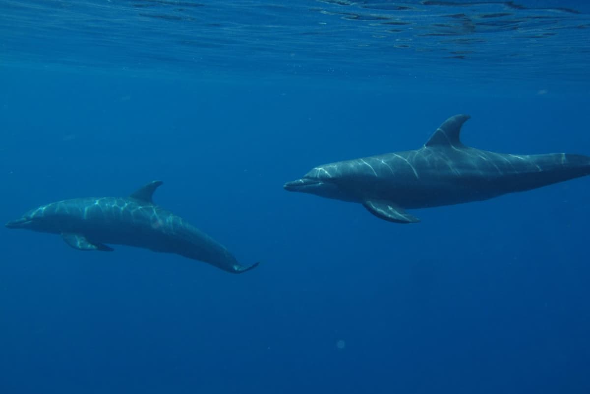 مشروع "البحر الأحمر" .. وثبة حضارية ورحلة تنزه في الحدائق المرجانية