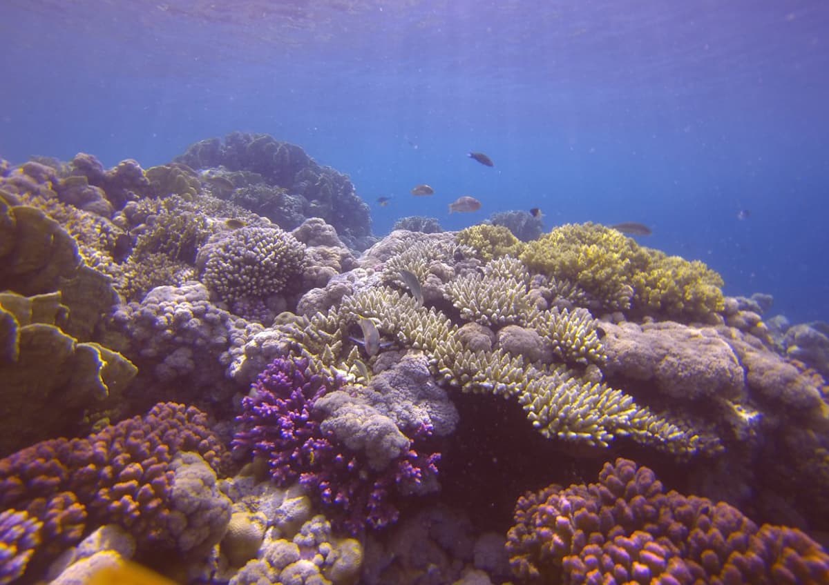 مشروع "البحر الأحمر" .. وثبة حضارية ورحلة تنزه في الحدائق المرجانية