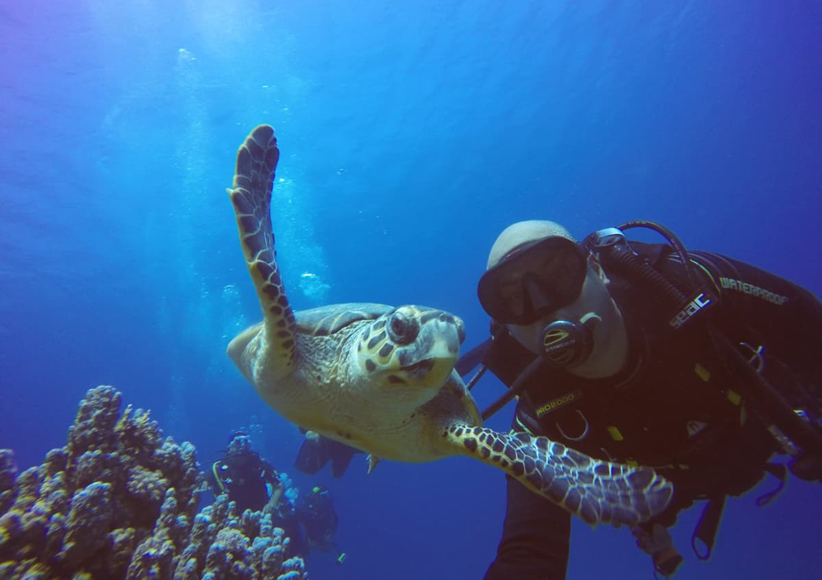مشروع "البحر الأحمر" .. وثبة حضارية ورحلة تنزه في الحدائق المرجانية