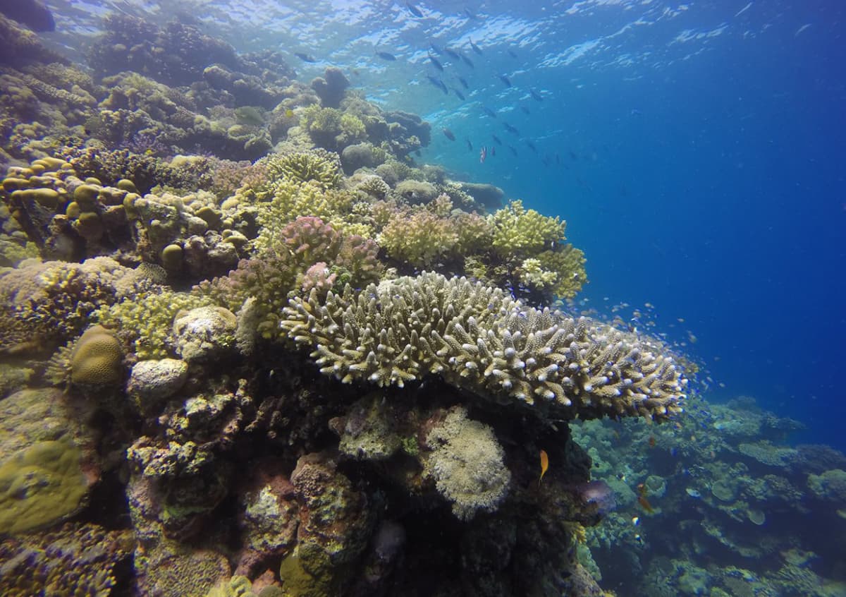 مشروع "البحر الأحمر" .. وثبة حضارية ورحلة تنزه في الحدائق المرجانية