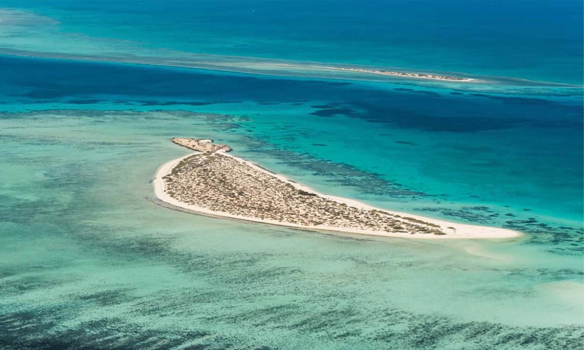 مشروع "البحر الأحمر" .. وثبة حضارية ورحلة تنزه في الحدائق المرجانية