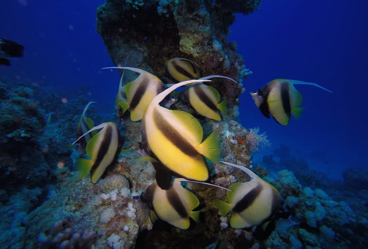 مشروع "البحر الأحمر" .. وثبة حضارية ورحلة تنزه في الحدائق المرجانية