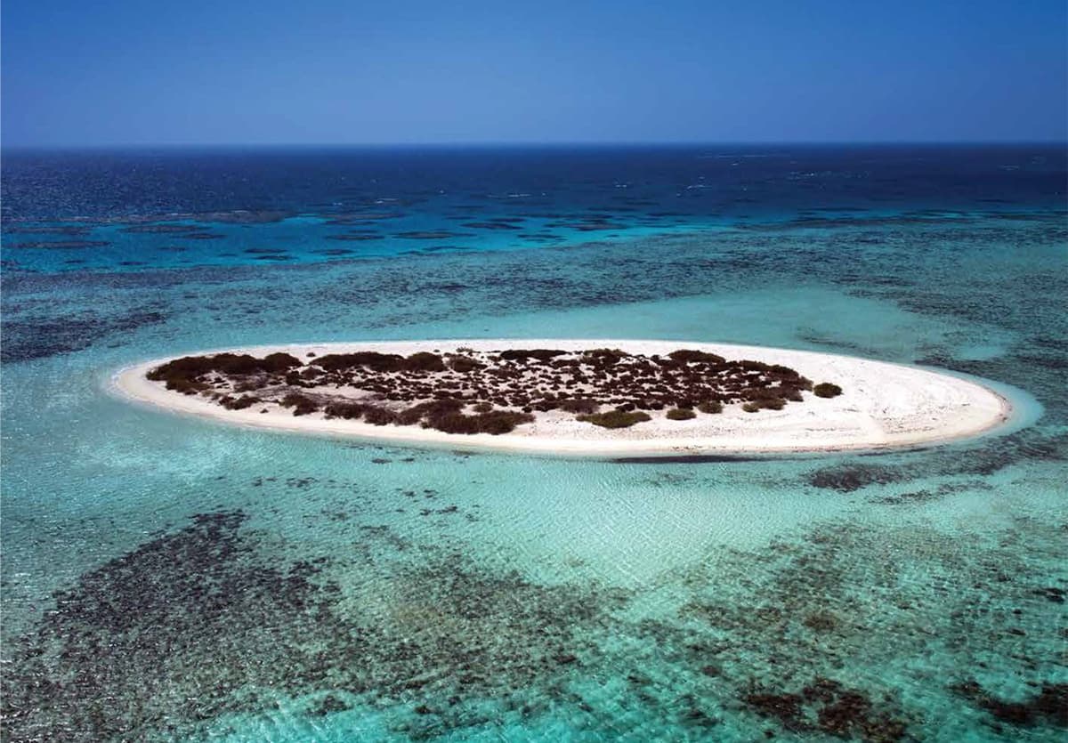 مشروع "البحر الأحمر" .. وثبة حضارية ورحلة تنزه في الحدائق المرجانية