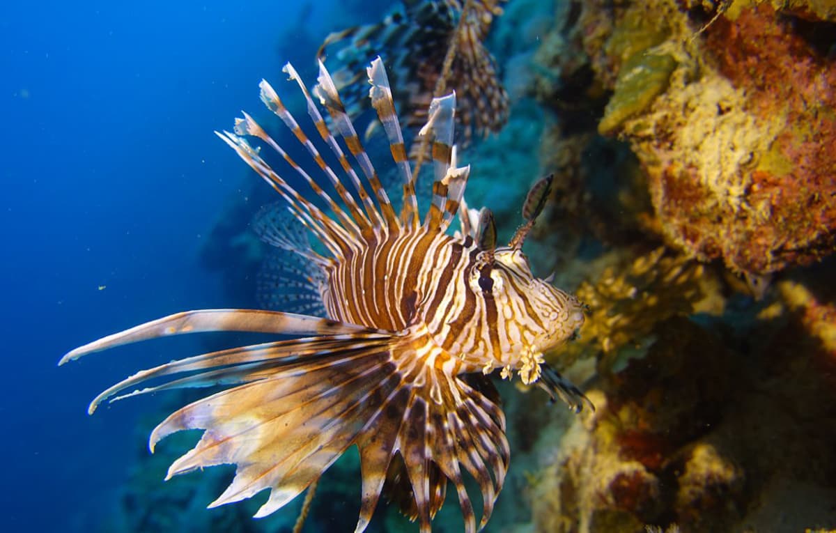 مشروع "البحر الأحمر" .. وثبة حضارية ورحلة تنزه في الحدائق المرجانية