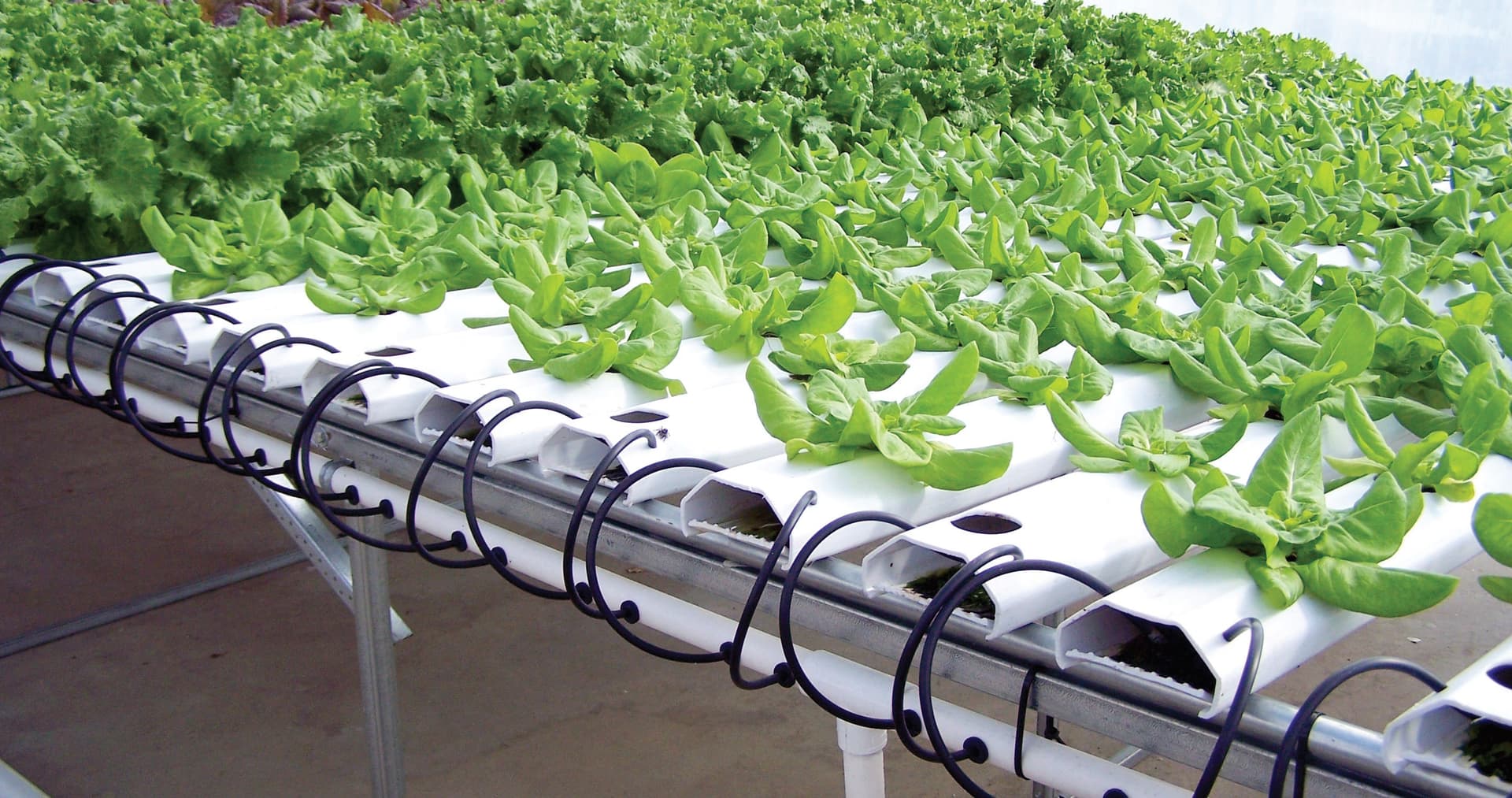 إصدار أول ترخيص لمواطنة لمشروع الزراعة المائية