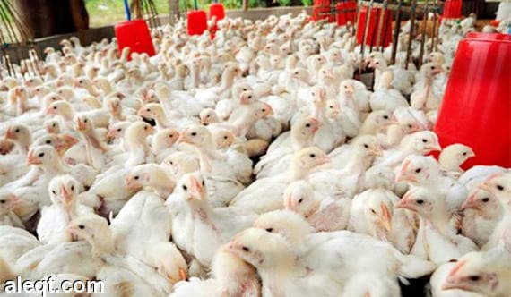 "الزراعة" إصابة عدد من الطيور بمرض إنفلونزا الطيور (H5N8)