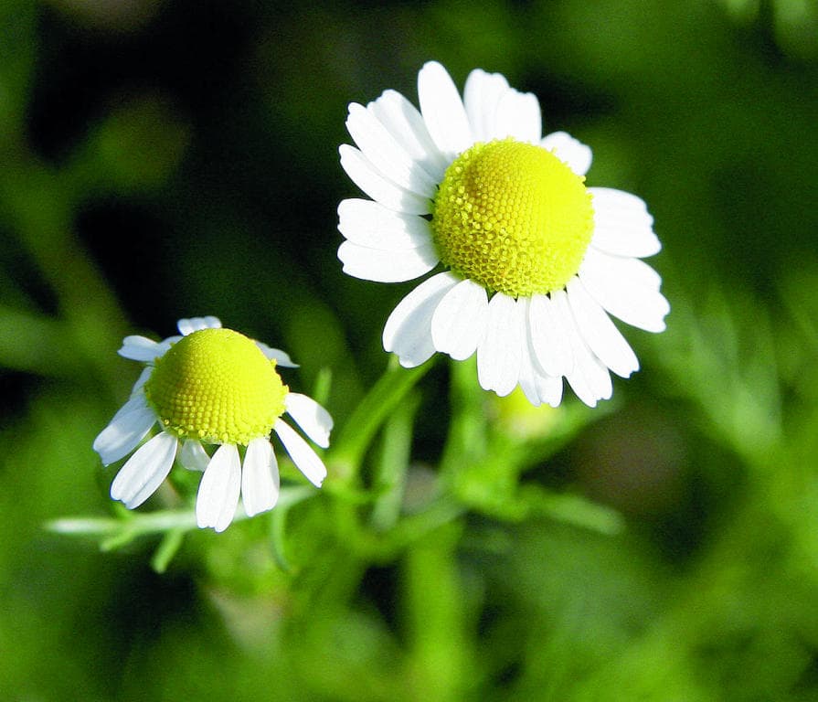 البابونج .. «أبو حدرية» رجل الدجاجة والأقحوان