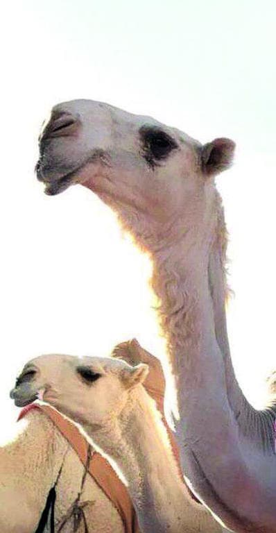 «رعاده» .. أجمل الوضح