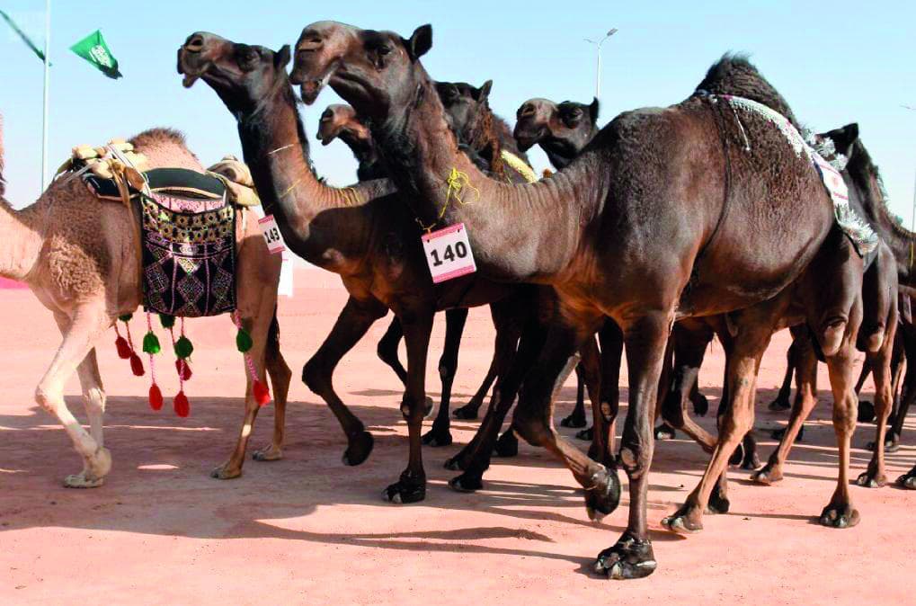 «الذاير» .. «جل المجاهيم»