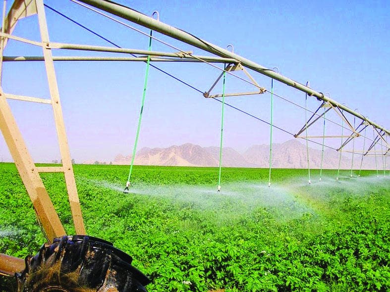 8 استثمارات في الزراعة المائية ترفع إنتاج الخضراوات إلى 48 ألف طن