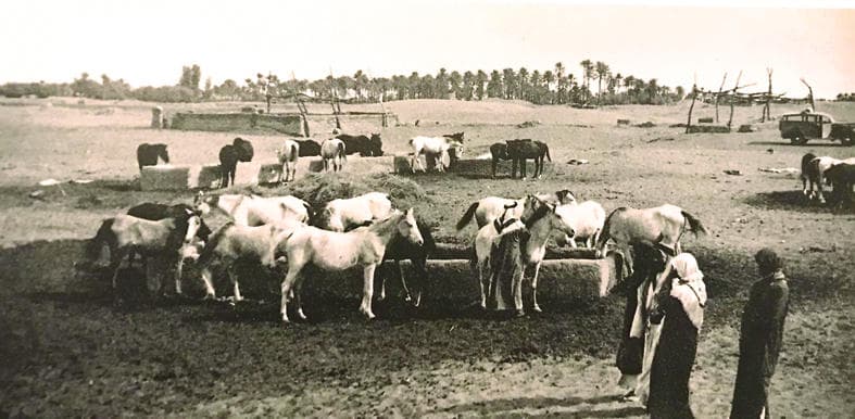 الخيول النجدية.. سلالة نقية بشهادة الأجانب
